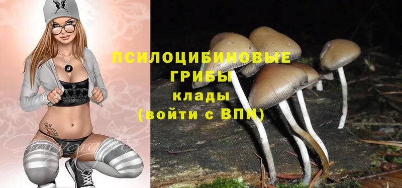 Псилоцибиновые грибы Psilocybe  Ставрополь 